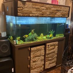 Fish Tank