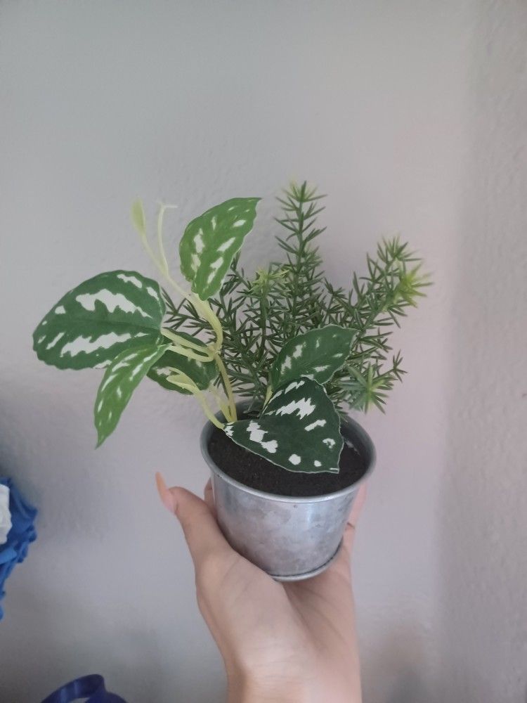 Fake Plant