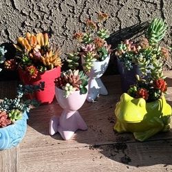 Mother's Day Gifts. Succulents 