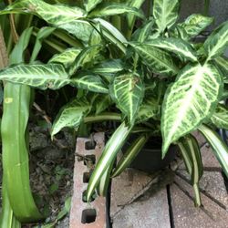 Brake Fern With Spider Plant 