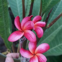 Plumeria Thailand Swirl Large Cutting Multiple Tips 