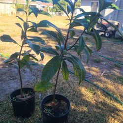 Loquet Tree 