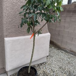 Large Kohala Logan Tree 