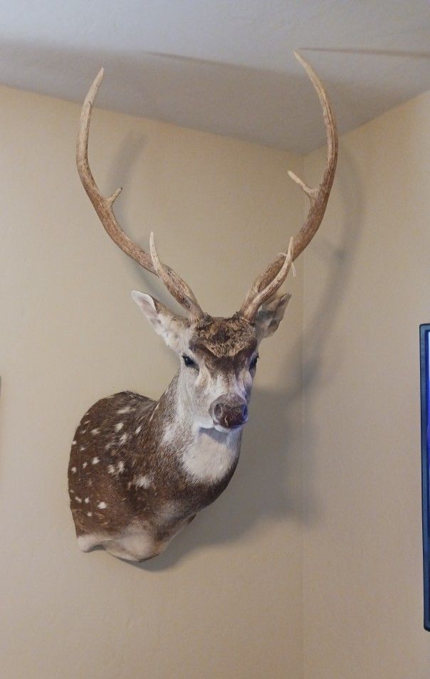 Whitetail And Axis Deer Mounts