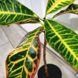🌿Healthy Live Air Purifying Houseplant Beautiful Colorful Croton 17"Tall In Pot 4" 