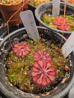 Carnivorous plants