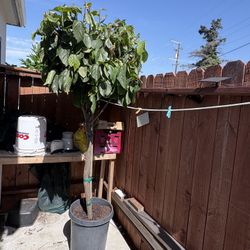 Large Mature Persimmon Tree
