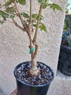 Bonsai Begonia "Dregei " Plant $25