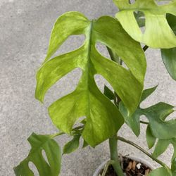Rhaphidophora Tetrasperma Mint Variegated Rooted