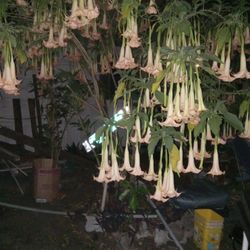 Angel Plants 