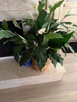 Artificial Peace Lily Plant in Wicker Basket