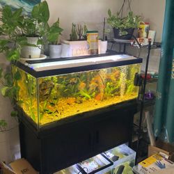 30 Gallons Fish Tank And 3 10 Galons Tanks With Filters Lights Air Pump Everything Included 