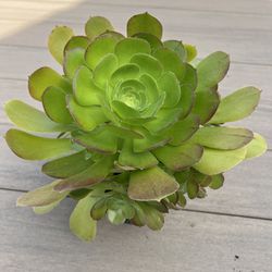 Large Aeonium arboreum Succulent Plant.. Comes in a 6” nursery pot. Check profile for more plants