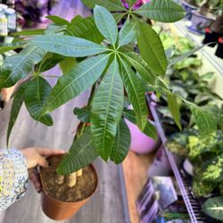 money trees for sale Money Tree ( Pachira aquatica )