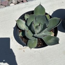 Agave Parryi In 2-gallon Pot