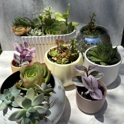 Succulent Pots 