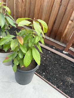 Avocado Tree Seedling in Black Pot