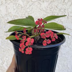 1 Gallon Pot of Succulent Plant - Red Crown Of Thorns - Euphorbia Milii - Great for landscaping - Drought Resistant - 🪴 