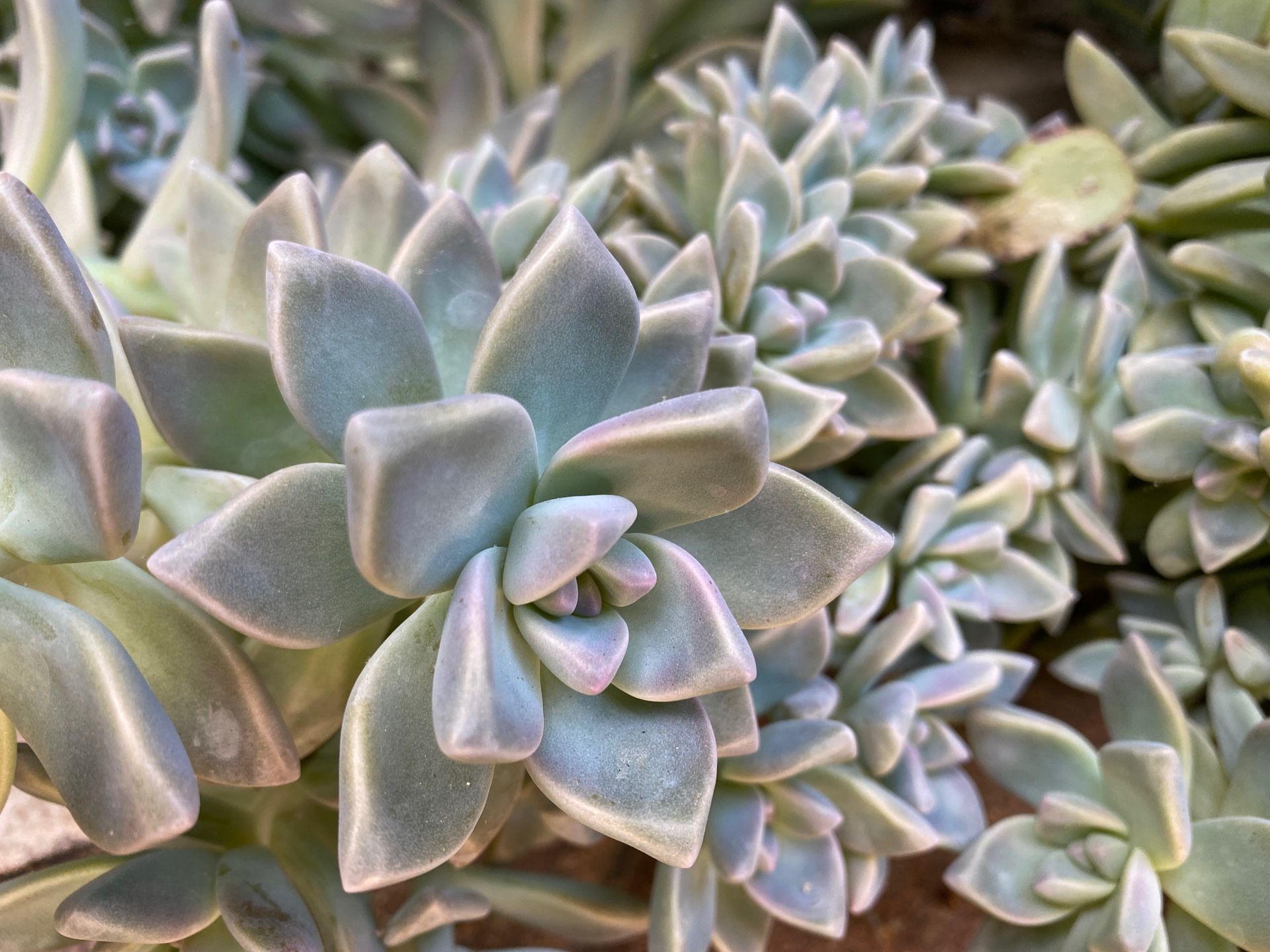 Beautiful grey succulents for sale