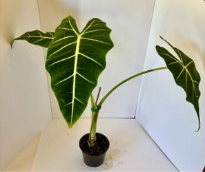 Alocasia Frydek