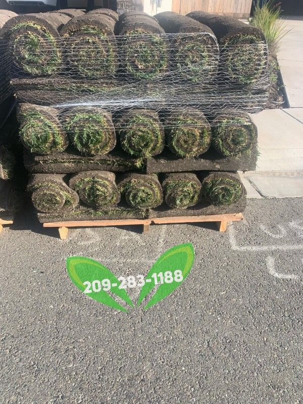Best QUALITY Sod