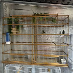 Bird cage tomeguines del pinar