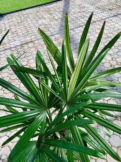 Variegated lady palm rhapis excelsa 7g