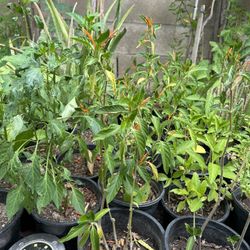 Planta de Muiche Y Insulina Moringa