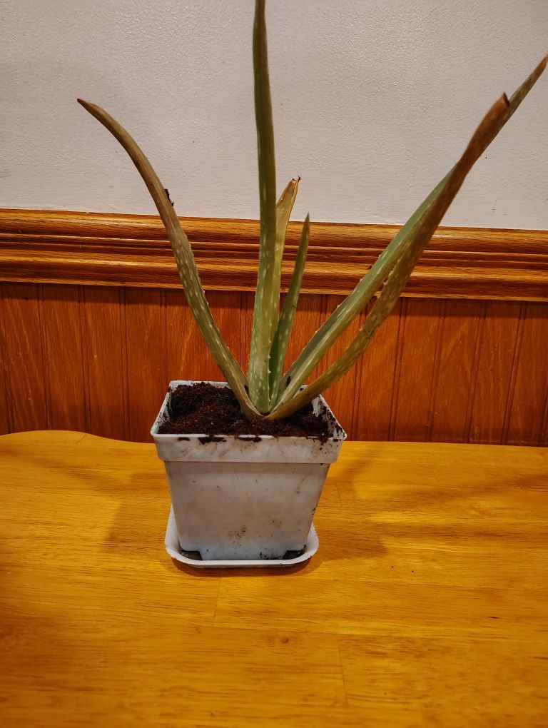 Small Aloe Vera Plant