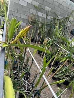 Voodoo Child Dragon fruit pant flowering