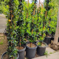 Ligustrums For Privacy 15 Gln 6 Ft