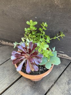 Succulent arrangement