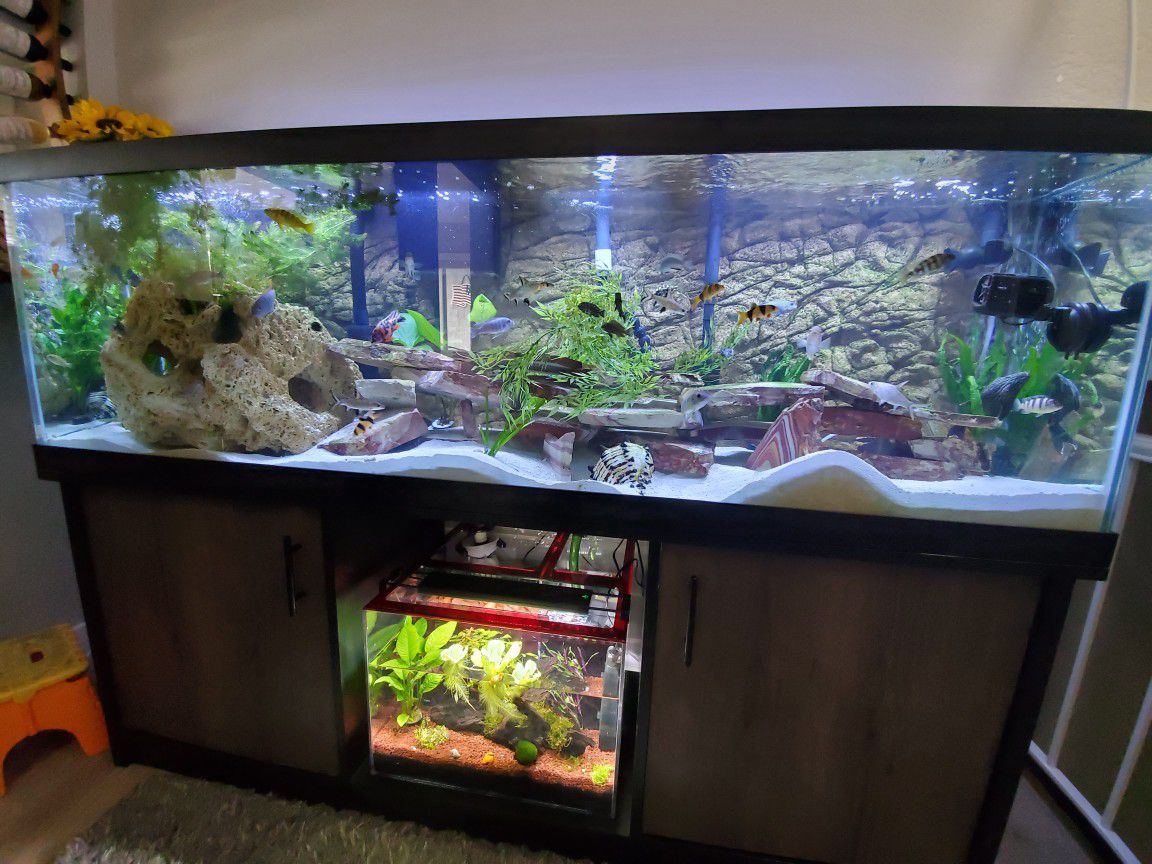 125 Gallon Aquarium Complete Setup