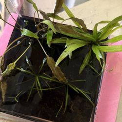 Freshwater Aquarium Plants