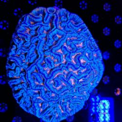 🔥CORALS DECORATIONS FOR MARINE TANK OVER 500 CORALS IN STOCK PICK-UP - DELIVERY  - SHIP