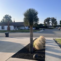 Yucca Rostra 10’ Tall