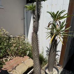 Succulents Pachypodium Lamerei