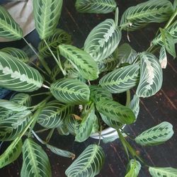 $50.00 Plant Give AWAY