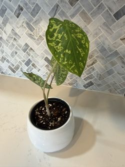 Alocasia (Hilo Beauty)