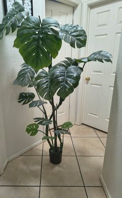 Decor Plant