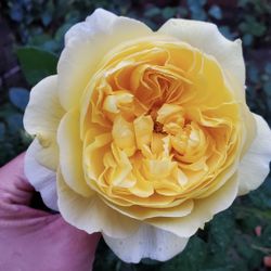 Poet’s Wife Rose Plant in 1 gallon pot (own root). Pick up in Millbrae