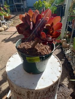 Plant