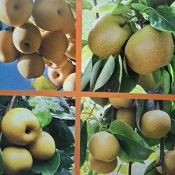 Cocktail Fruit Trees  Grafted with different Kinda of Fruit