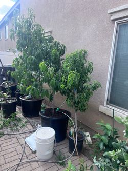 CITRUS TREES RARE HARD TO FIND