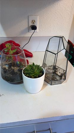 Free succulents and planter