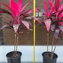 🔥 4-Foot Red Cordyline Plants – Stunning Tropical Color! 🔥