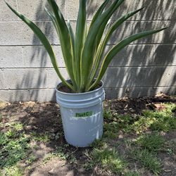 Agave Americana  Marginata