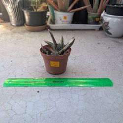 Green Dragon Gasteria 5