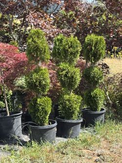 Arborvitae Topiary