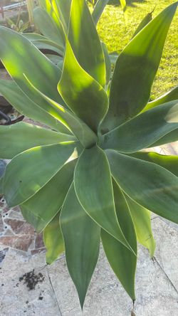 Foxtail Agave
